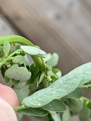 Phyllanthus fraternus