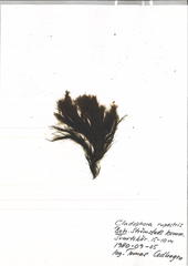 Cladophora rupestris