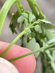 Phyllanthus fraternus
