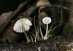 Mycena confinationis