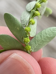 Phyllanthus fraternus