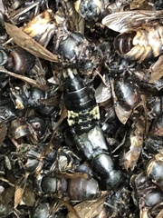 Creophilus maxillosus