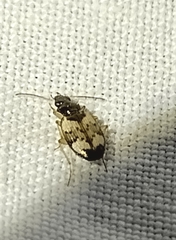 Tetragonoderus fasciatus