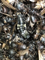 Creophilus maxillosus
