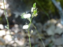 Biscutella laevigata