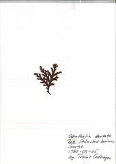 Odonthalia dentata
