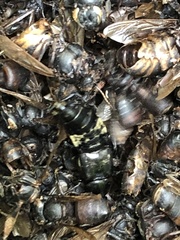 Creophilus maxillosus