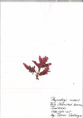 Phycodrys rubens