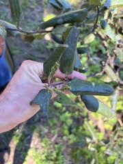 Ceanothus velutinus velutinus