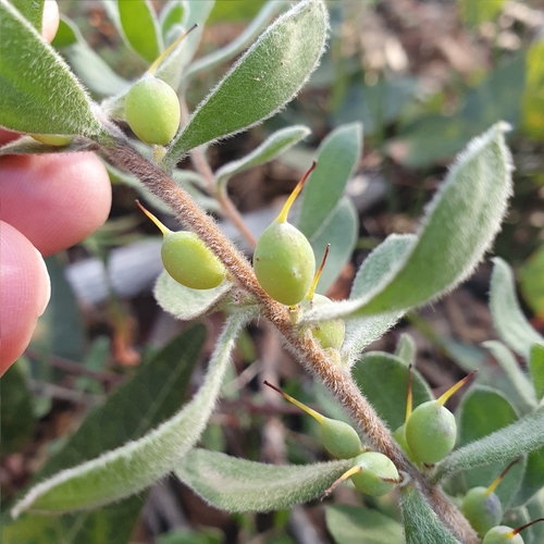 Image of Persoonia rigida by (c) ronavery, some rights reserved (CC BY)