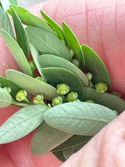 Phyllanthus fraternus