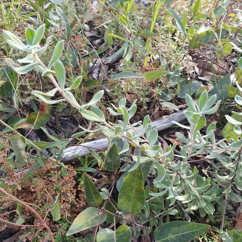 Image of Persoonia rigida by (c) ronavery, some rights reserved (CC BY)