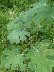 Macleaya cordata