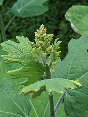 Macleaya cordata