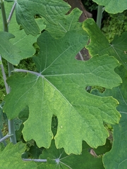 Macleaya cordata