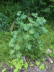 Macleaya cordata
