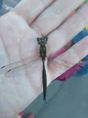 Somatochlora arctica