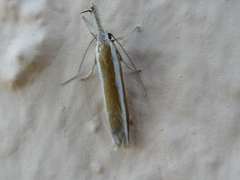 Pleurota aristella