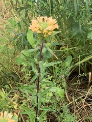 Collomia grandiflora