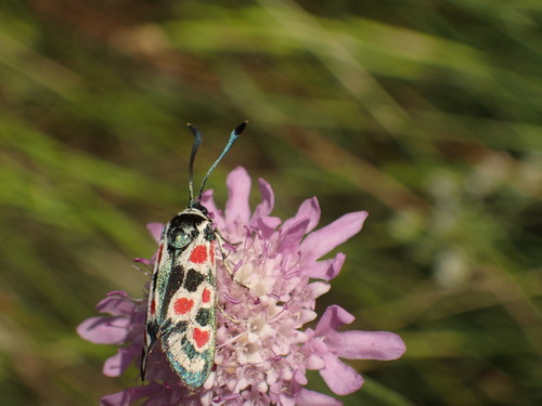Zygaena occitanica