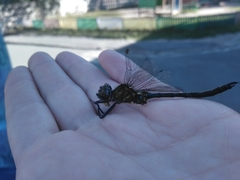 Somatochlora arctica