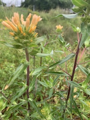 Collomia grandiflora