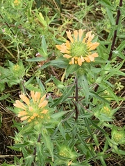 Collomia grandiflora