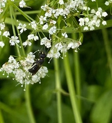 Hylaeus modestus