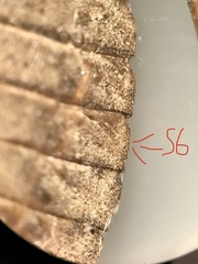 Neurocordulia yamaskanensis