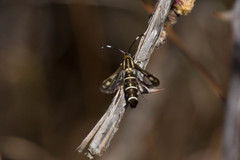 Pyropteron koschwitzi