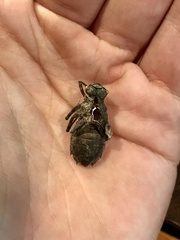 Neurocordulia yamaskanensis