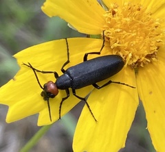 Epicauta atrata