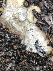 Creophilus maxillosus