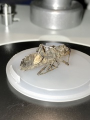 Neurocordulia yamaskanensis