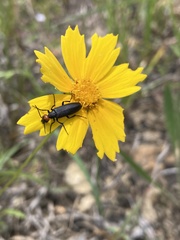 Epicauta atrata