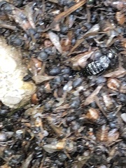 Creophilus maxillosus