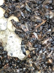 Creophilus maxillosus