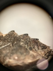 Neurocordulia yamaskanensis