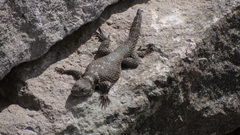 Sceloporus mucronatus