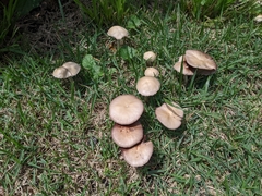 Candolleomyces candolleanus