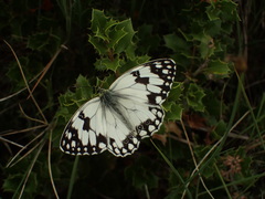 Melanargia lachesis