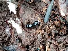 Image of Pheidole fimbriata