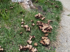 Candolleomyces candolleanus