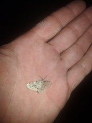 Cleorodes lichenaria