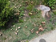 Candolleomyces candolleanus