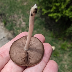 Candolleomyces candolleanus