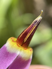 Primula utahensis