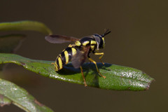 Chrysotoxum intermedium