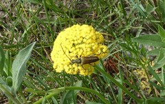 Lepturobosca