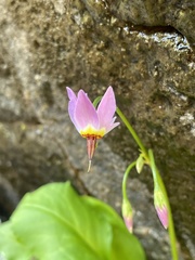 Primula utahensis